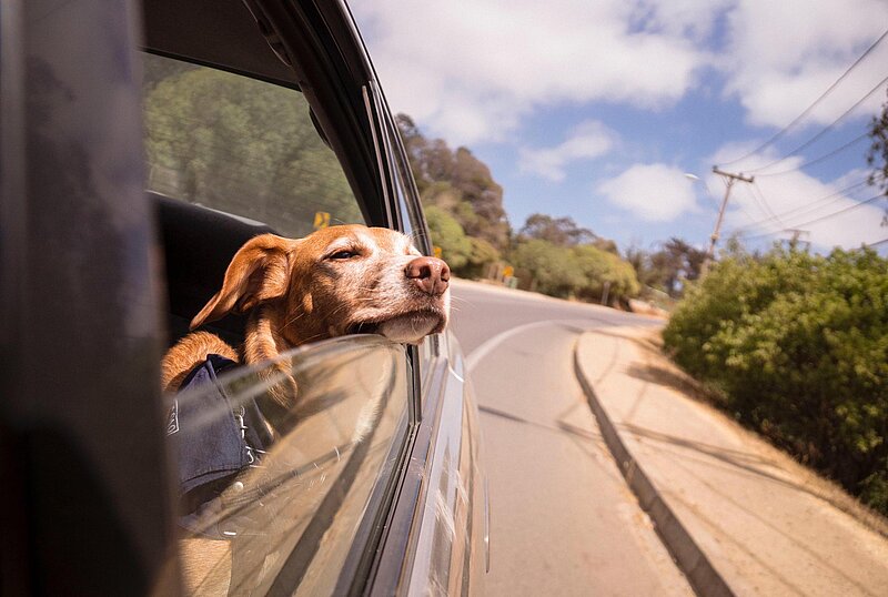 Vereinfachte Steuererklaerung Hund mit auf das geöffnete Autofenster gestützem Kopf den Blick gen Straße richtend