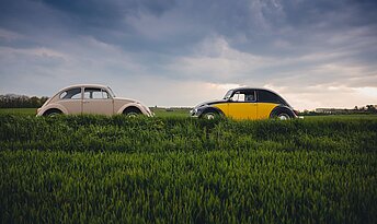 Zwei sich gegenüberstehende VW Käfer in der Natur