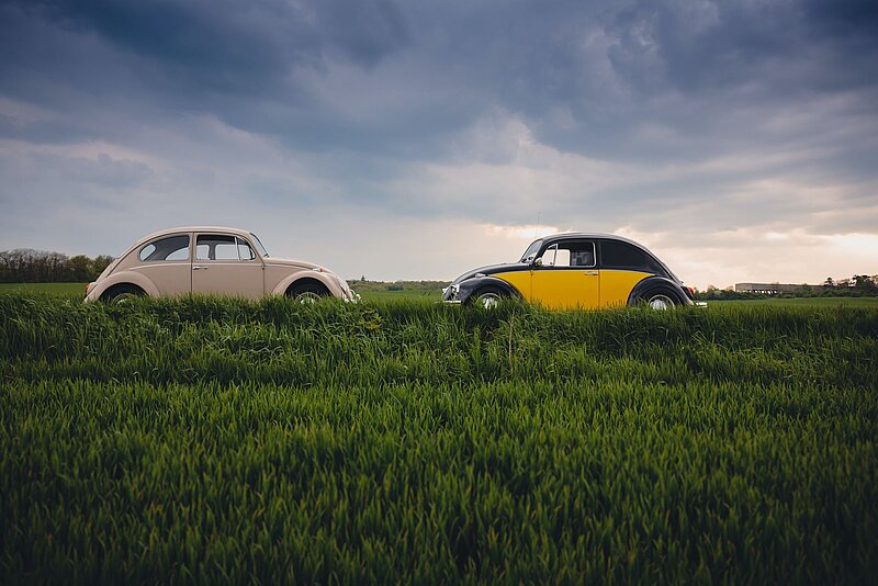 Zwei sich gegenüberstehende VW Käfer in der Natur